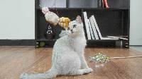 举起爪儿来 自制创意逗猫棒 05