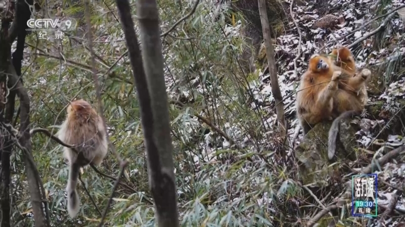 《守望秦岭》 第2集 秦岭金丝猴