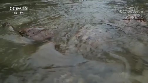 地理中国 《地理·中国》 20200107 自然胜景·川西谜物 下
