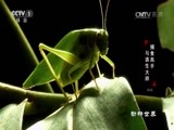 动物世界 《动物世界》 20170707 捕食高手与逃生大师（一）