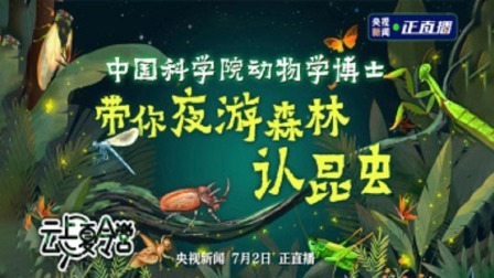 夜游森林认昆虫，探秘昆虫的“超能力”