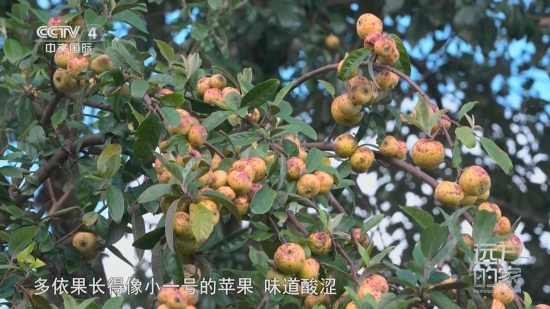 远方的家 《远方的家》 20240624 横断胜境（10） 山水相依 奇妙澜沧
