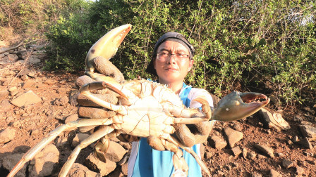 思乡渔夫 荒废盐田成了大螃蟹老窝，半斤一个算小的，看渔夫赶海真过瘾