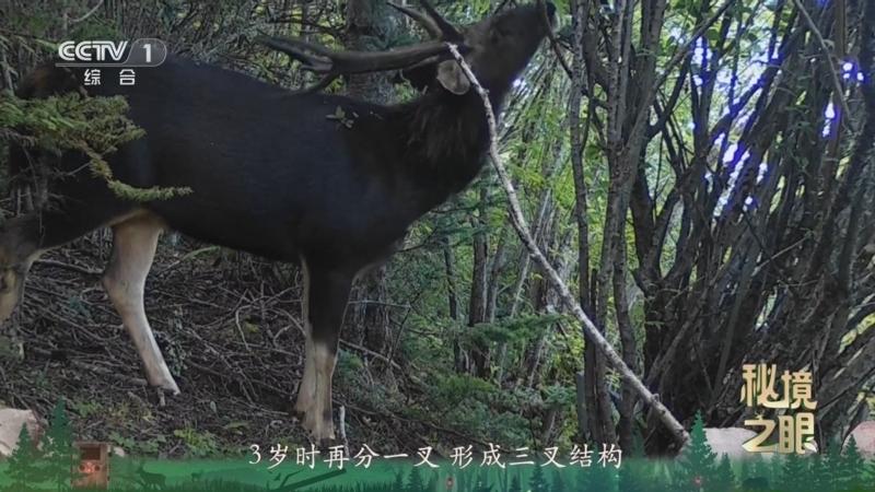 《秘境之眼》 水鹿 20260112