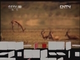 地理中国 《地理中国》 20120726 暑期特别节目《地球家园》——湿地谜案