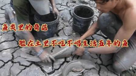鱼类里的奇葩，能在土里不吃不喝生活五年的鱼