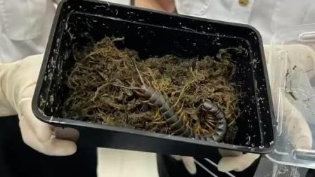 @所有人 海口海关查获5条巨人蜈蚣