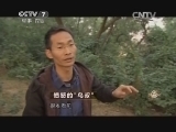 致富经 《致富经》 20150115 愤怒的“鸟叔”