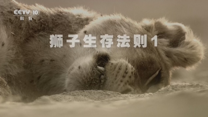 《自然传奇》 20260612 狮子生存法则1