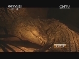 生财有道 《生财有道》 20140217 “鳄三代”的两栖爬行帝国（上）