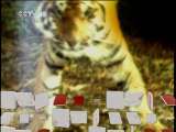 自然传奇 天生杀手之猫科动物 自然传奇20110127