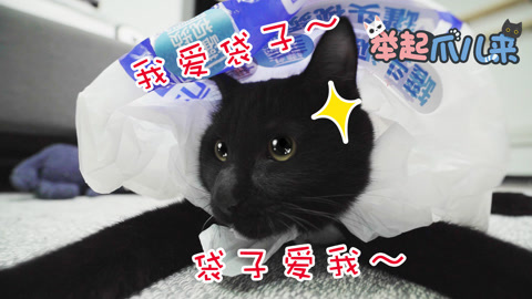 举起爪儿来 塑料袋才是猫咪真爱