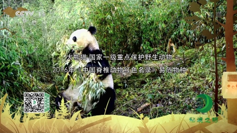 《秘境之眼》 大熊猫 20210102