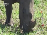 动物世界 《动物世界》 20180309 植物王国漫游记