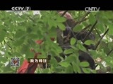致富经 《致富经》 20150709 我为蜂狂
