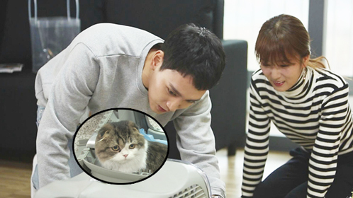 普美爱猫泰俊变身醋王