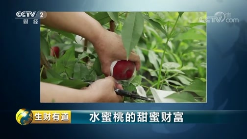 生财有道 《生财有道》 20190717 夏日经济系列 水蜜桃的甜蜜财富
