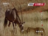 动物世界 《动物世界》 20170223 速度之王·猎豹
