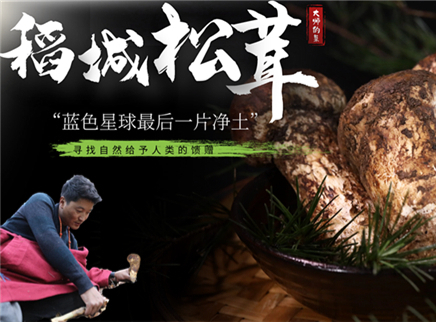 【大师的菜·稻城松茸】