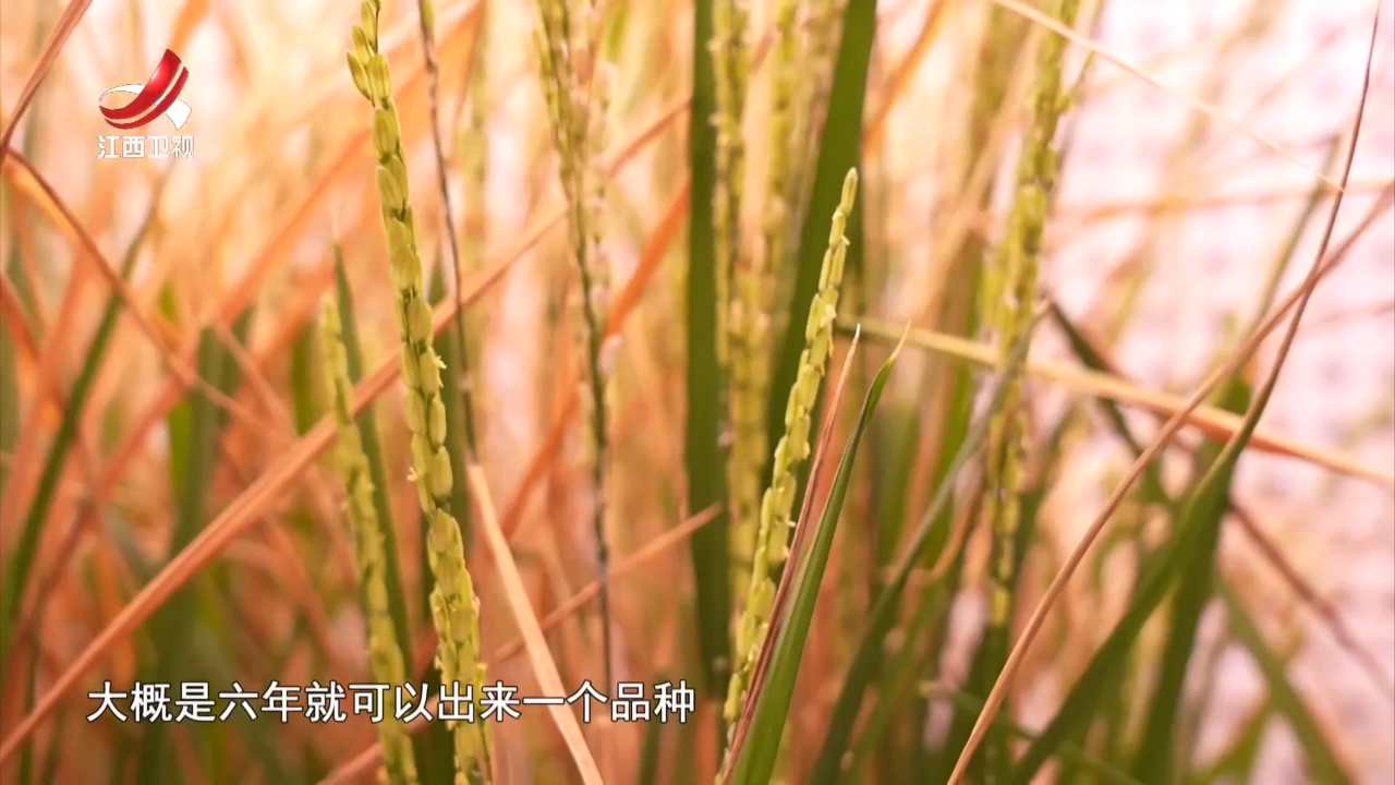 社会传真 辉煌“十四五”  “赣”出新精彩——农业有奔头  农民有甜头