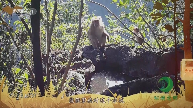 秘境之眼 《秘境之眼》 白鹇/凤头鹰/赤麂/熊猴 20230708