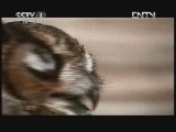 动物世界 《动物世界》 20120903