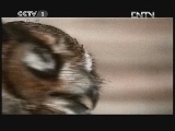 动物世界 《动物世界》 20120604