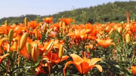 “中国百合第一县” 走入芬芳的海洋