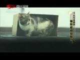 万万没想到 《万万没想到》 20150928 猫咪能被驯服吗？