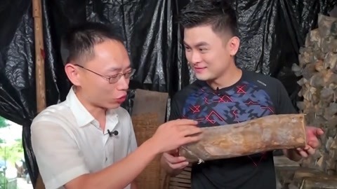 揭秘仿野生灵芝种植 品尝鲜美灵芝鸡汤