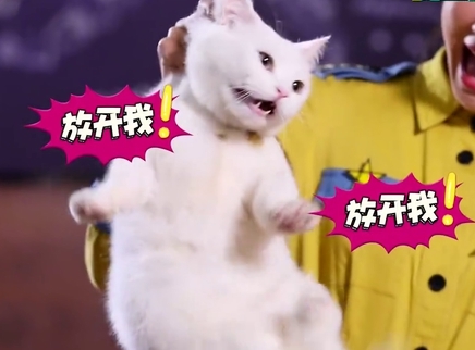新闻大求真 如何避免被猫抓出“猫抓病”？