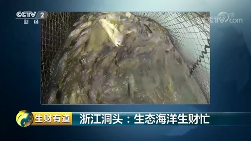 生财有道 《生财有道》 20190715 夏日经济系列 浙江洞头：生态海洋生财忙