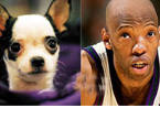 白日梦工厂 明星与爱犬的相似度