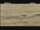 人与自然 《人与自然》 20130315 自然发现 生命-猎手与猎物（下）