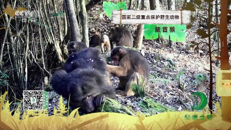 秘境之眼 《秘境之眼》 藏酋猴 20230318