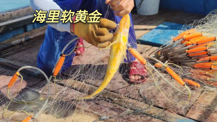 南澳岛赶海日记 彪哥出海捕鱼捕到这鱼金色得跟黄金一样，而且价格相当高，所以被成为海里软黄金