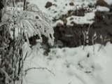 地理中国 《地理中国》 20160624 昭通奇闻（下）