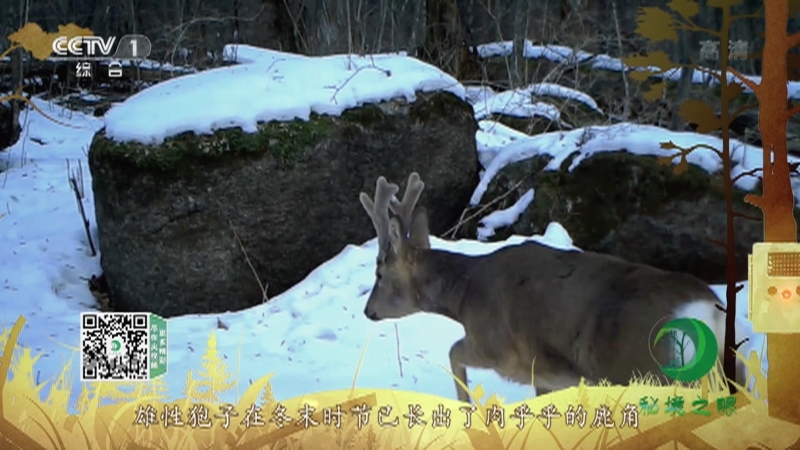 《秘境之眼》 狍 20211115