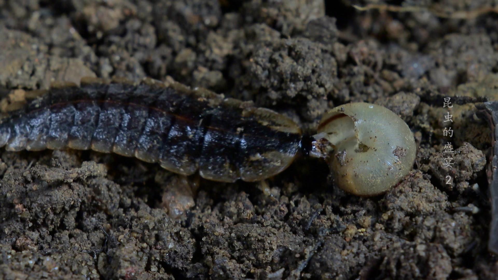 昆虫的盛宴 第2集