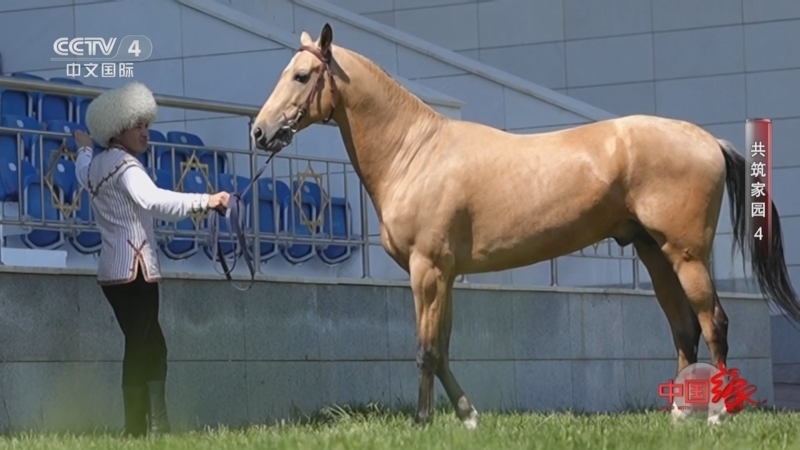 《中国缘》 20250928 共筑家园4