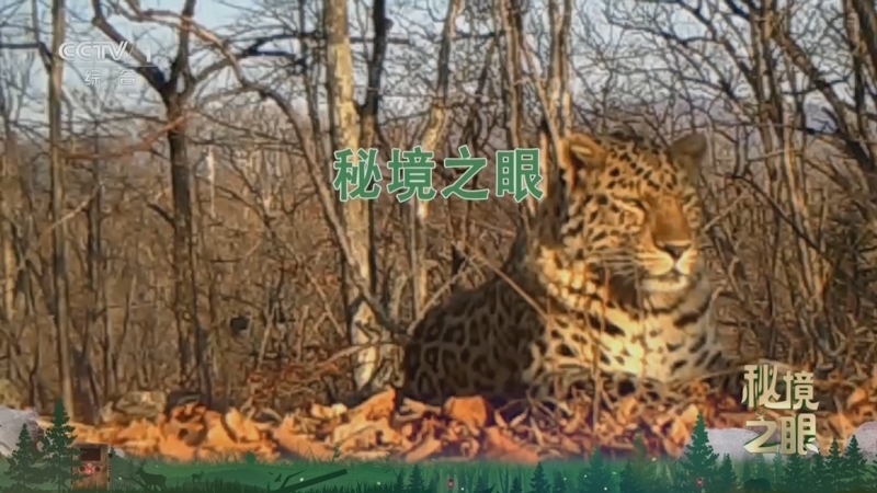秘境之眼 《秘境之眼》 豹 20250601