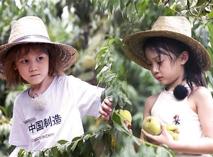 谁知盘中餐 2020 萌娃售卖桃子给父母买礼物