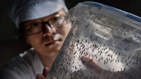 迷彩虎讲堂 中国有家蚊子工厂！每天往外放100万只蚊子：携带大量绝育病菌