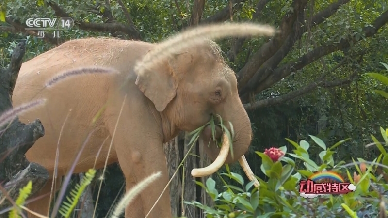 《动感特区》 20251003 非常游学团 动物保育少年联盟