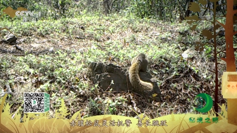 《秘境之眼》 赤腹松鼠 20210121