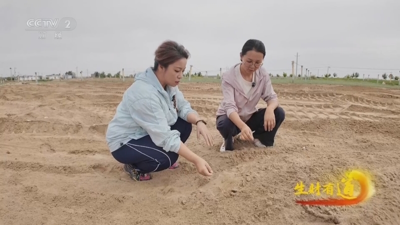 生财有道 《生财有道》 20260818 一株沙葱 闯出两亿财富