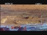 动物世界 《动物世界》 20131228 鳄鱼——最后的疯狂（下）