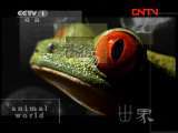 动物世界 《动物世界》 20111022