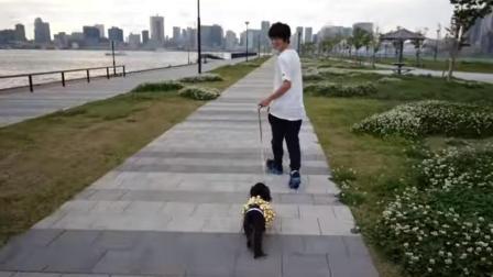 聊斋怪谈 爱狗人士快来看 男子给狗穿100个铃铛