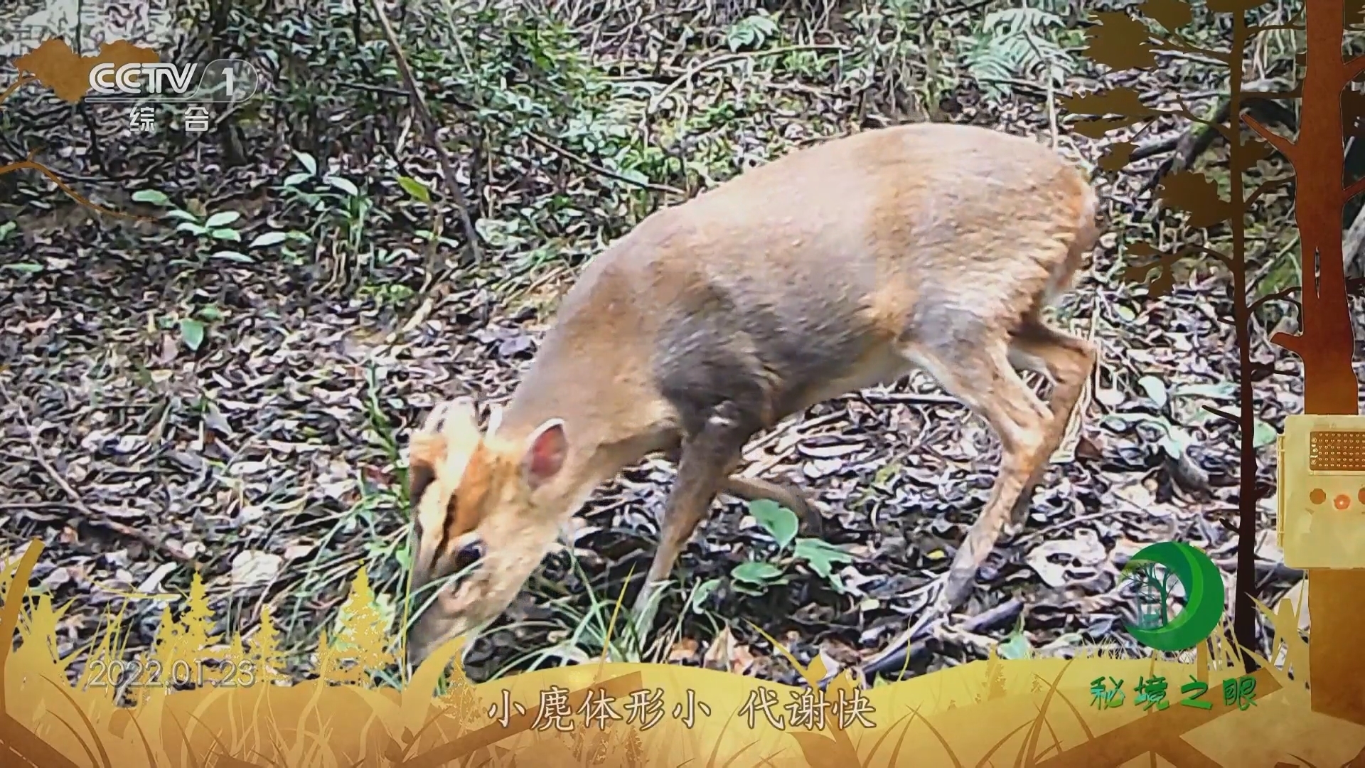 秘境之眼 《秘境之眼》 小麂 20231122